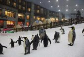 Dive into Dubai’s Snowy Oasis: Ski Dubai Snow Park Expedition