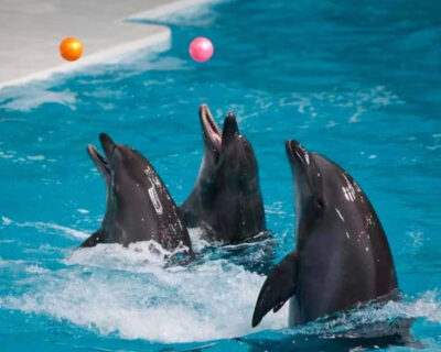 Dubai-Dolphinarium-Tickets