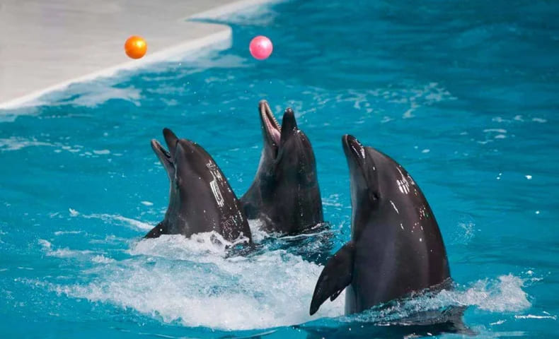 Dolphin Show Dubai – Dubai Dolphinarium Tickets