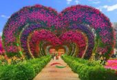 MIRACLE GARDEN DUBAI