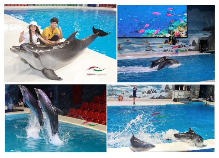 Book the Dubai Dolphinarium Dolphin Show with Amersons: A Must-Experience!