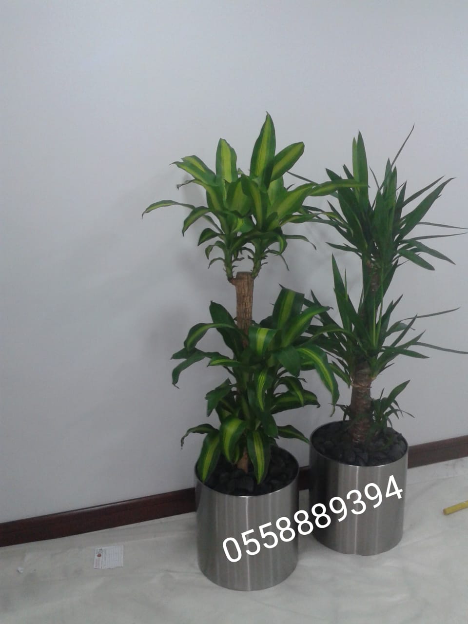 Office indoor plants and pots-0553862762
