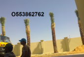 DATE PALM TREE DELIVERY AND PLANTING