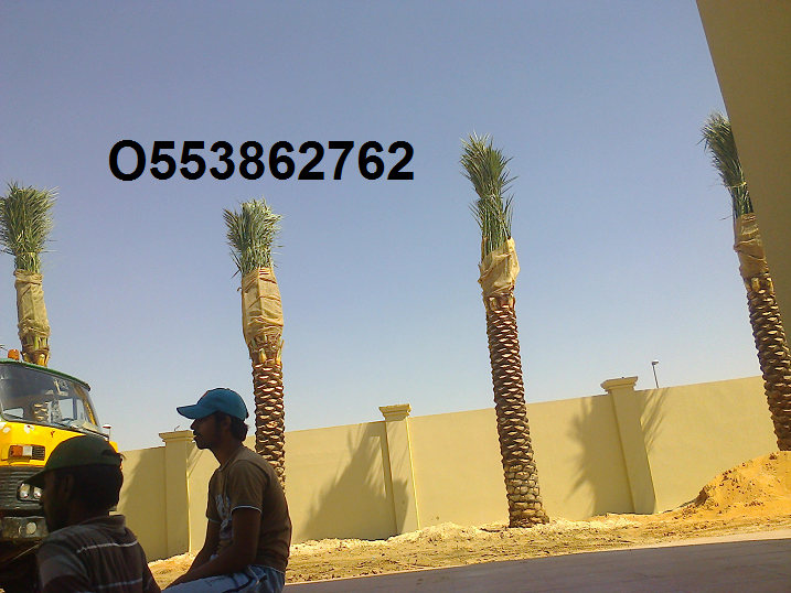 DATE PALM TREE DELIVERY AND PLANTING