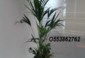 Office indoor plants and pots-0553862762