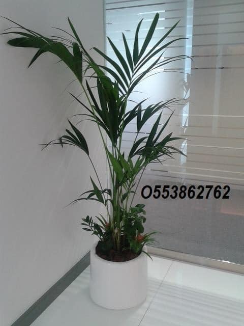 Office indoor plants and pots-0553862762