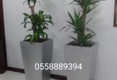 Office indoor plants and pots-0553862762