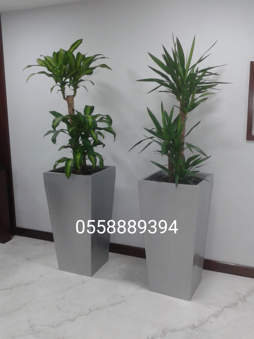 Office indoor plants and pots-0553862762