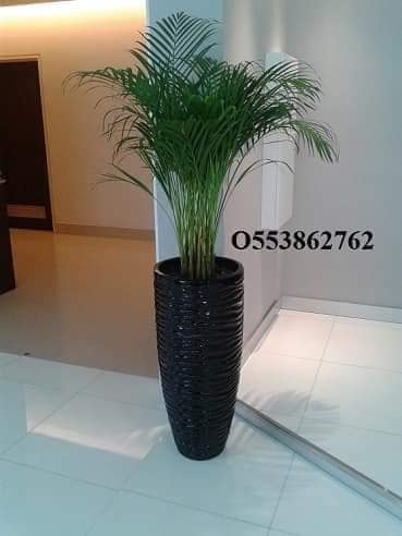 Office indoor plants and pots-0553862762