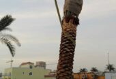 DATE PALM TREE DELIVERY AND PLANTING