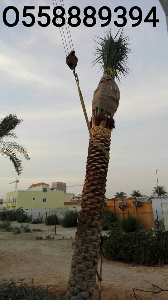 DATE PALM TREE DELIVERY AND PLANTING