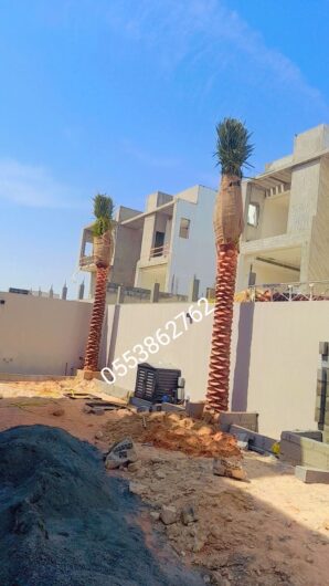 Date Palm tree delivery and planting-0553862762