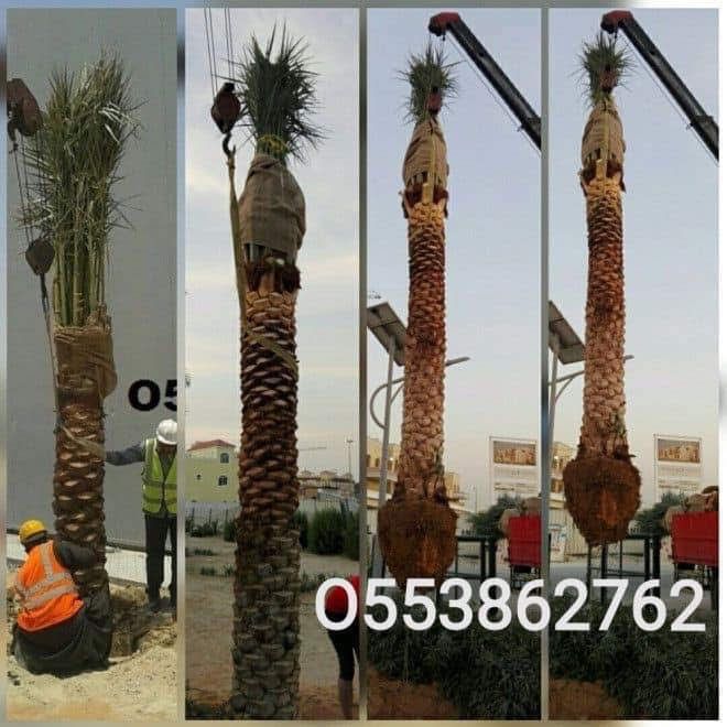 DATE PALM TREE DELIVERY AND PLANTING