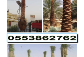 DATE PALM TREE DELIVERY AND PLANTING