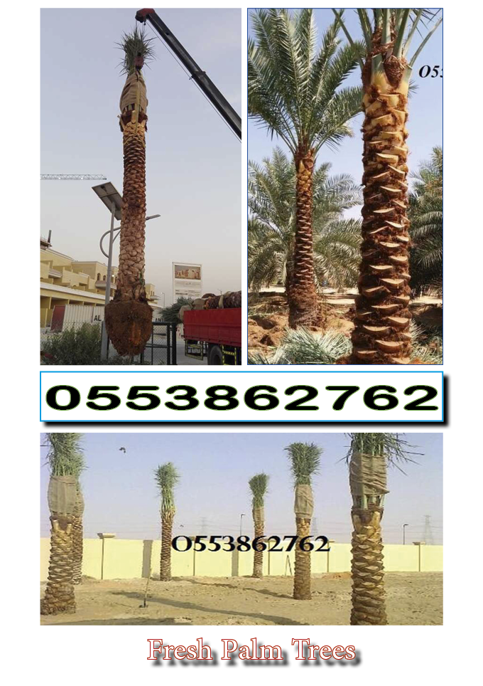 DATE PALM TREE DELIVERY AND PLANTING