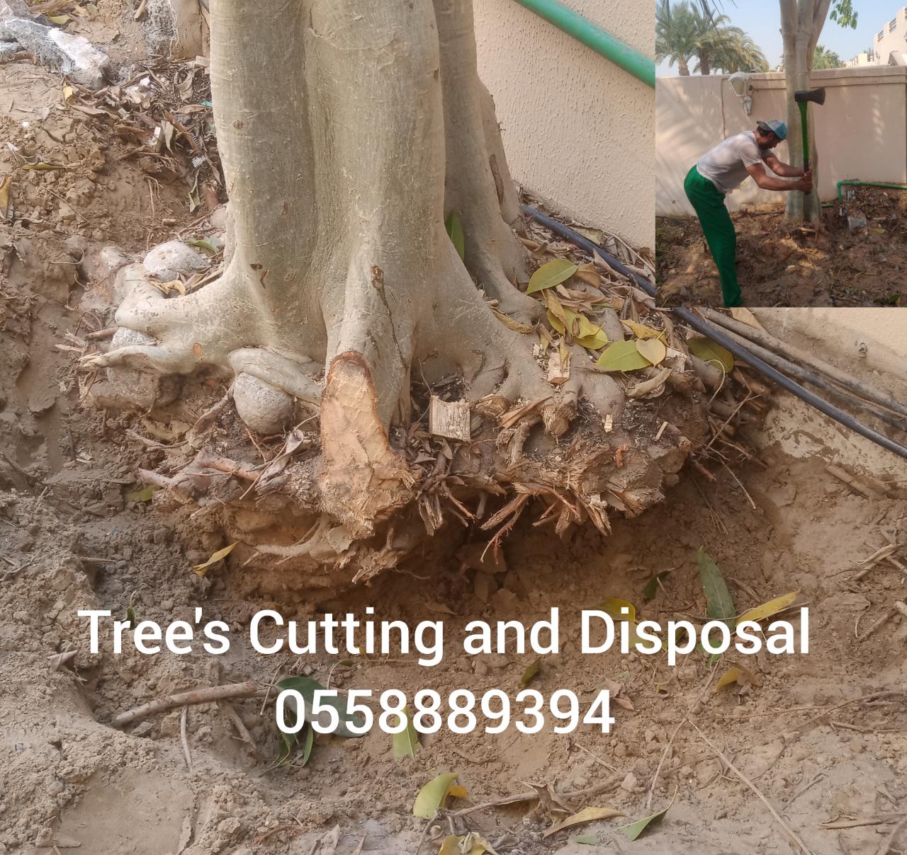 Tree cutting and disposal service -0553862762