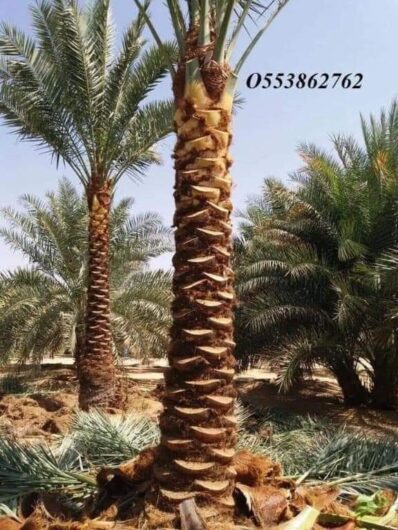 Date Palm tree delivery and planting-0553862762