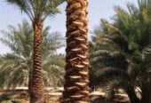DATE PALM TREE DELIVERY AND PLANTING