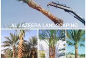 DATE PALM TREE DELIVERY AND PLANTING