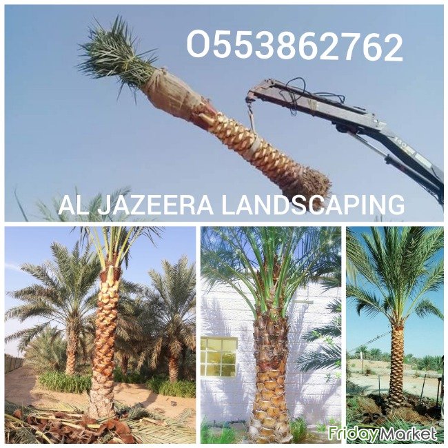 DATE PALM TREE DELIVERY AND PLANTING