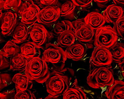 red-roses