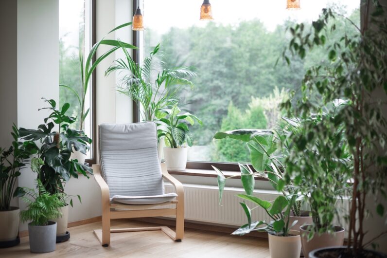 Indoor and Outdoor Plants