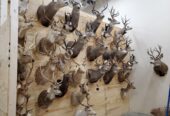 Excellent quality Taxidermy Mounts available for sale