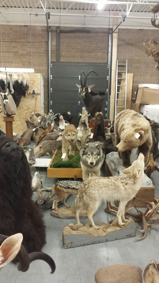Excellent quality Taxidermy Mounts available for sale