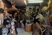 Excellent quality Taxidermy Mounts available for sale