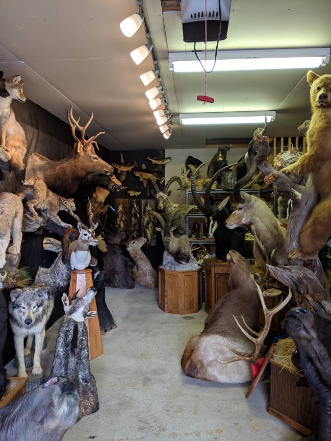 Excellent quality Taxidermy Mounts available for sale