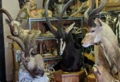 Excellent quality Taxidermy Mounts available for sale