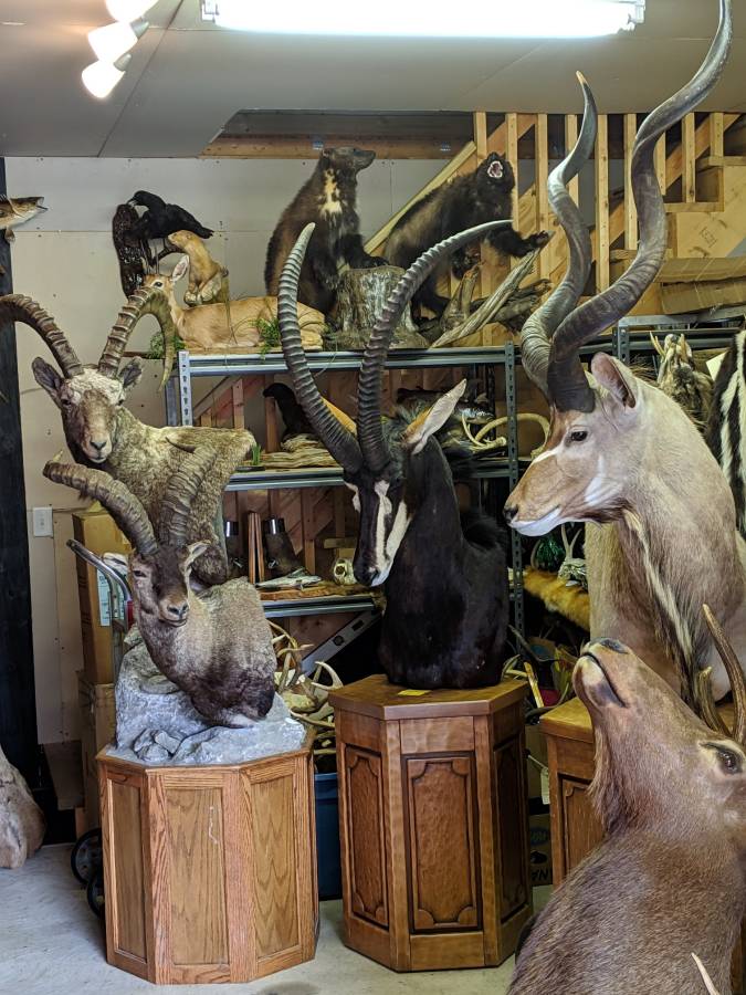 Excellent quality Taxidermy Mounts available for sale