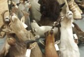 Excellent quality Taxidermy Mounts available for sale
