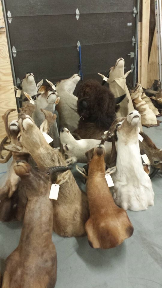 Excellent quality Taxidermy Mounts available for sale