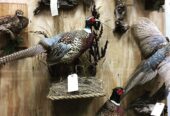 Excellent quality Taxidermy Mounts available for sale
