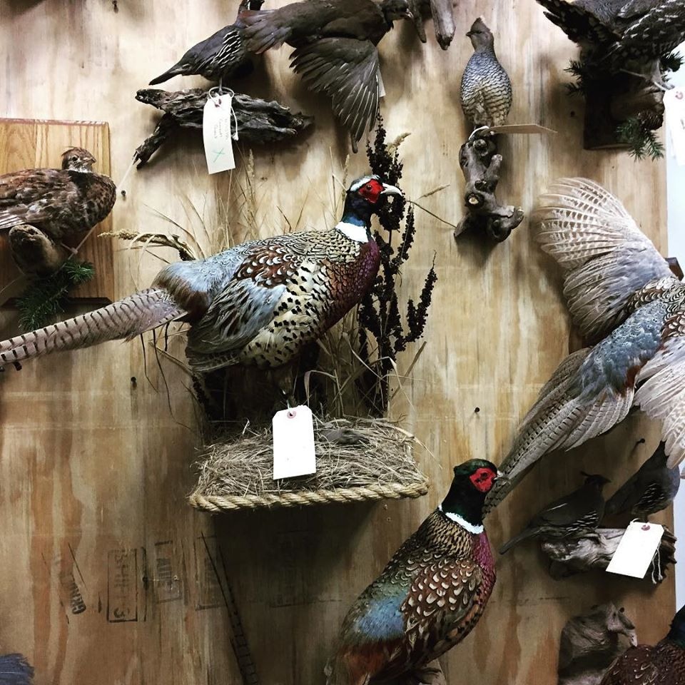 Excellent quality Taxidermy Mounts available for sale