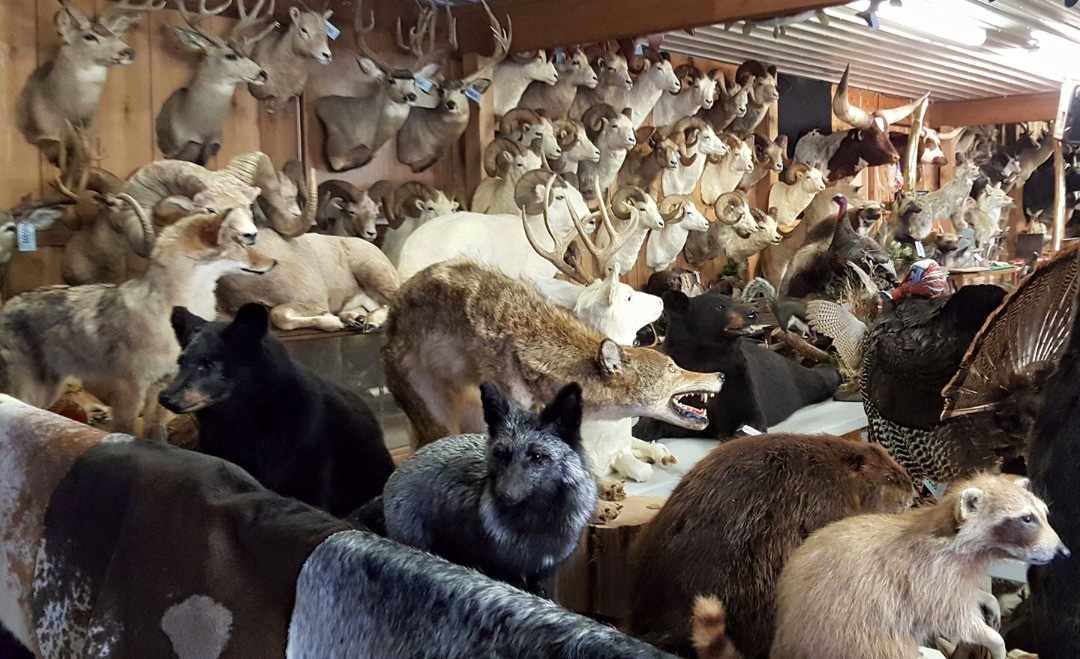 Excellent quality Taxidermy Mounts available for sale