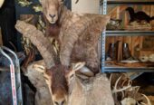 Excellent quality Taxidermy Mounts available for sale
