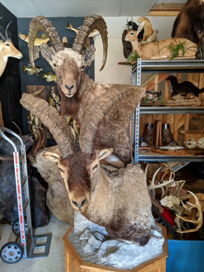 Excellent quality Taxidermy Mounts available for sale