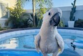 Cockatoo bird is available