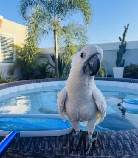 Cockatoo bird is available