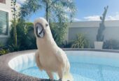 Cockatoo bird is available