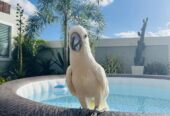 Cockatoo bird is available