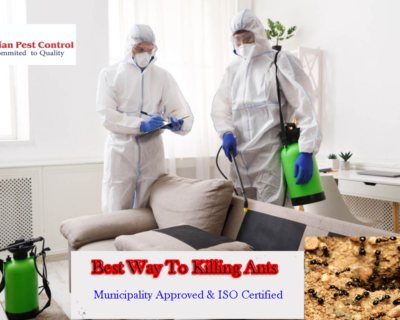 ants-control-treatment