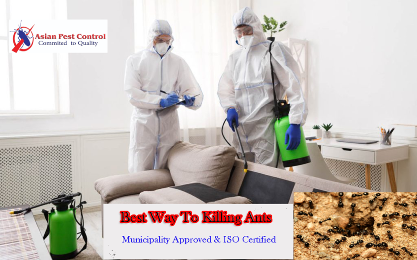 # Ants Treatment – 25% Off Villa