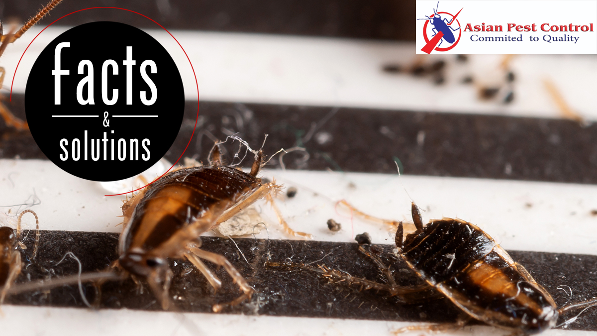 # Asian Pest Control – Best Price & Best Services