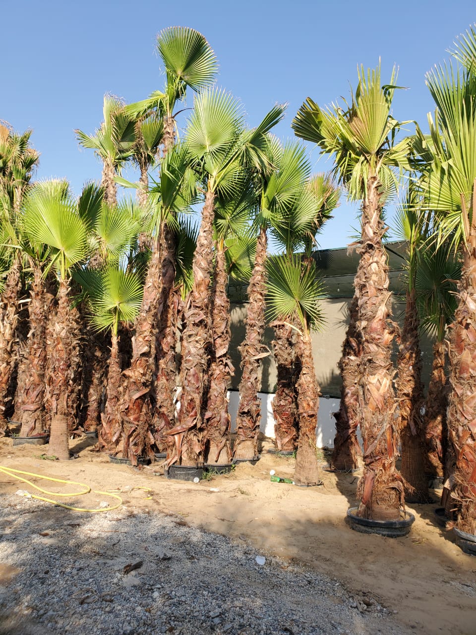 Washingtonia palm trees for Sale