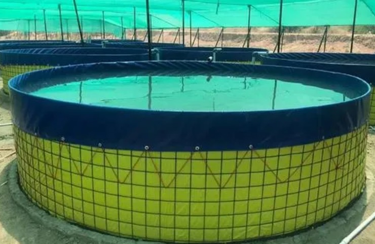 Investment in Fish Farm