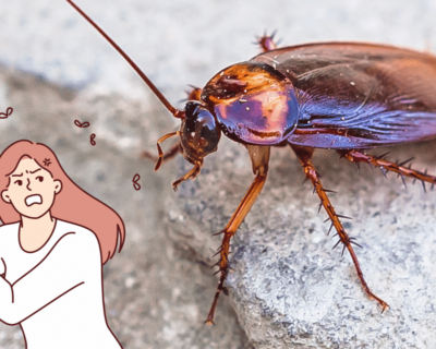 Cockroach-Control-Services