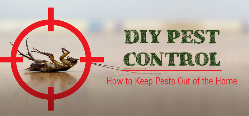 # Organic Pest Treatment – Low Cost in Dubai